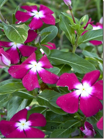 Vincas