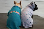 Right, Sharkey!  She made coats for both of us that said 'DOG' in varsity letters.  I like that yours says 'CHAMP' on it.  I also love the turquoise embroidery on my grey hoodie!  I like when we color-coordinate!