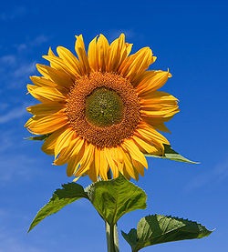 [sunflower%255B3%255D.jpg]