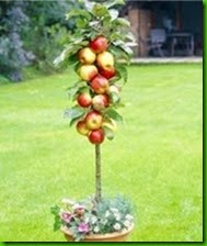 MENTIRA 10 apple-seeds-Bonsai-Apple-Tree-Seeds-Free-shipping.jpg_220x220