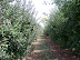 Picking Apples