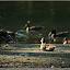 – Enten an der Enknach – Enten an der Enknach