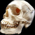 skull_side.JPG