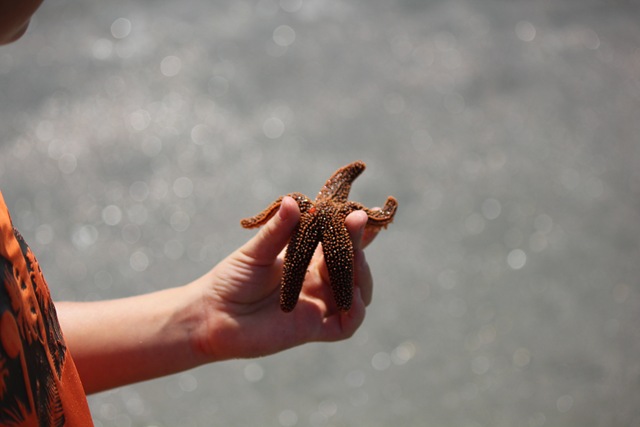 [JoeStarfish%2520%25281%2520of%25201%2529%255B4%255D.jpg]