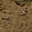 Yet more fighting. They disappear at the vibrations of footsteps, but quickly venture out to start fighting again.