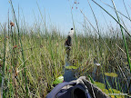 Okavangodelta