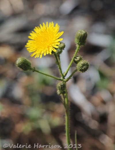 [4-Perenial-sow-thistle%255B2%255D.jpg]