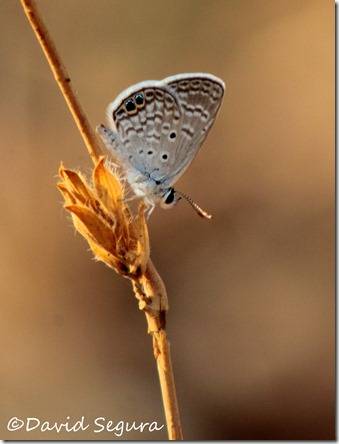 Hemiargus ceraunus gyas Hemiargus ceraunus gyas