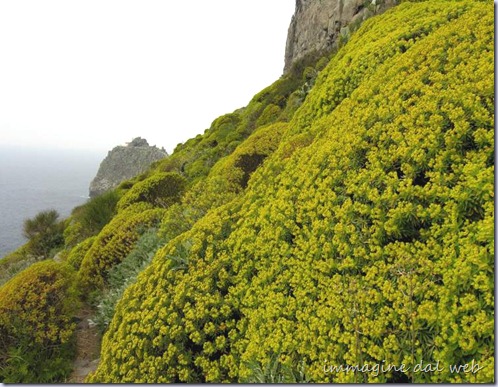 euphorbia-dendroides14608 euphorbia-dendroides14608