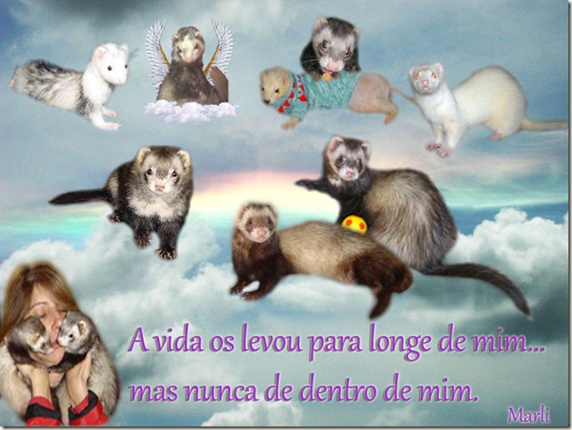 a_vida_msd