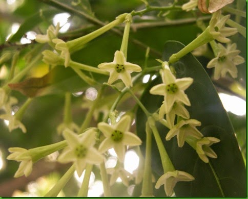 Dama da Noite flowers (5)