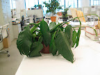 Bottom watering is definitely the best solution for this thirsty plant.