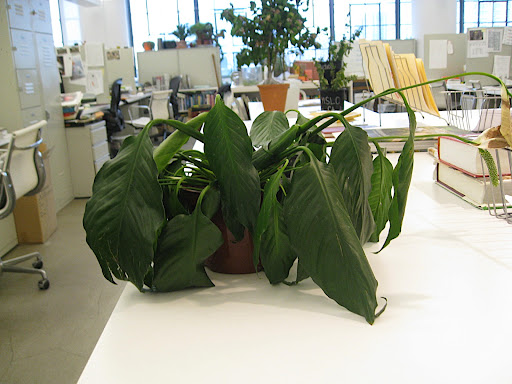 Bottom watering is definitely the best solution for this thirsty plant.