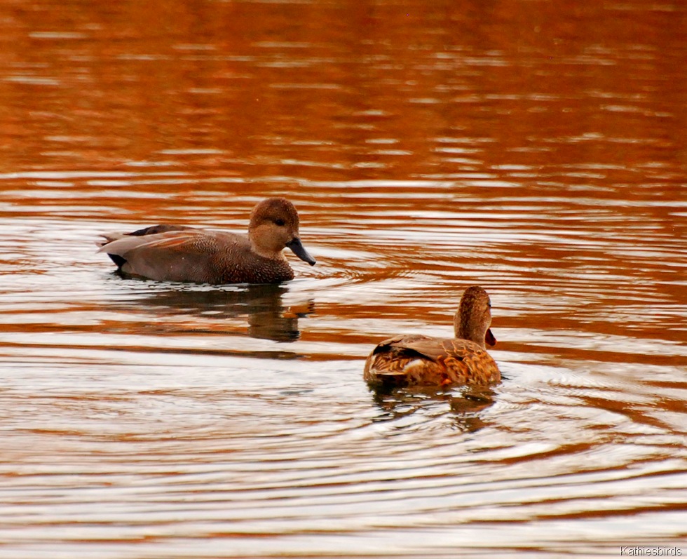 [7.%2520gadwall-kab%255B4%255D.jpg]