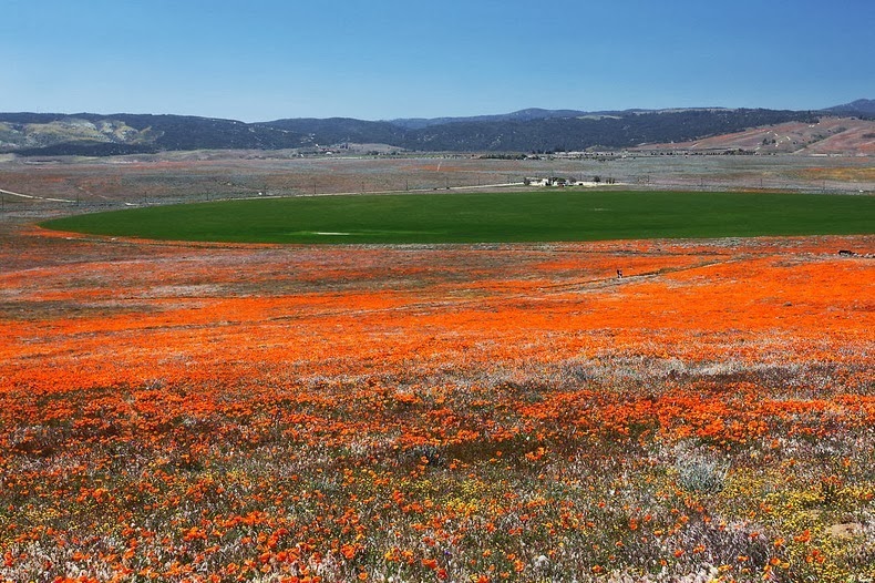 antelope-poppy-reserve-3 antelope-poppy-reserve-3