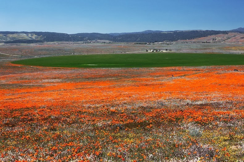 antelope-poppy-reserve-3