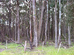 Dec 4 - Wombat State Forest