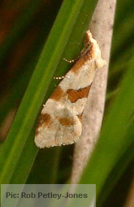 Aethes cnicana