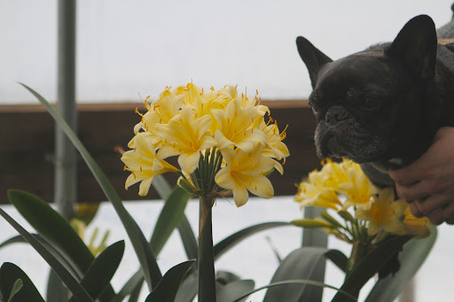 Clivia is a genus of durable shade plants in the Amaryllis family, native to South Africa.