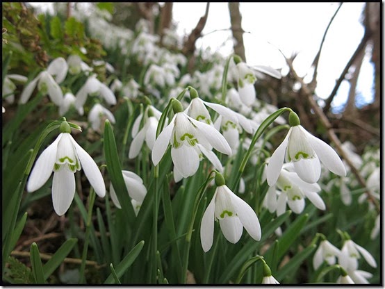 0138snowdropS4