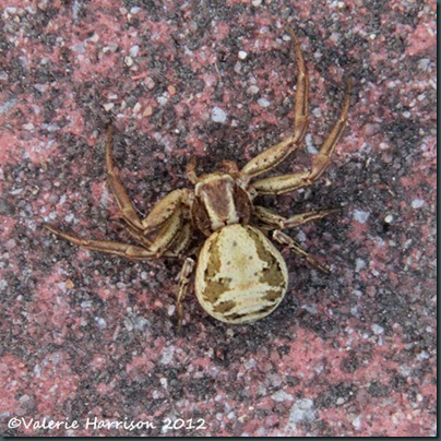 crab-spider