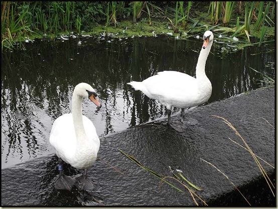 Swans by the Manchester, Bury and Bolton Canal