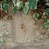 Pedra del mur que recorda el lloc on morí Cabrinetty