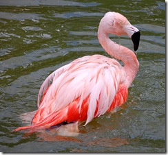 aviary32