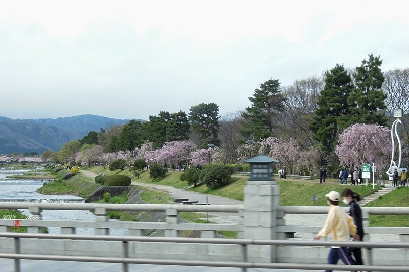 日本 京都 半木之道 櫻