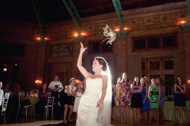 [cat-toss-weddings-4%255B2%255D.jpg]