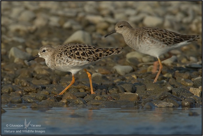Combattente - Ruff (Philomachus pugnax) 170711_DM36446