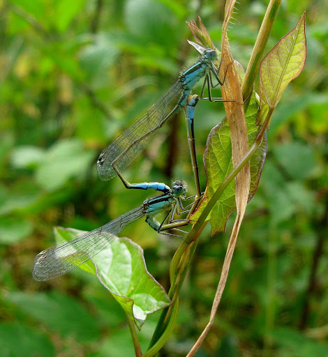Dragonflies+mating