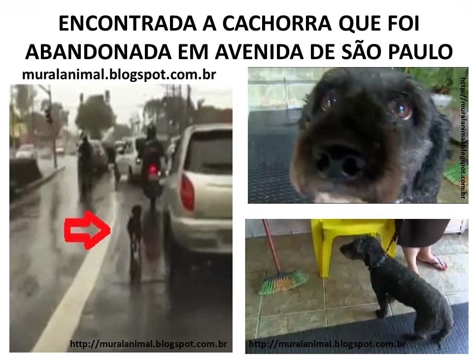 [ENCONTRADA%2520A%2520CACHORRA%2520QUE%2520FOI%2520ABANDONADA%2520EM%2520AVENIDA%255B3%255D.jpg]