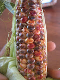 Painted Mountain Corn.