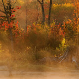 Early Morning Light and Fog / A small island at Forest Lake in Upper MI.