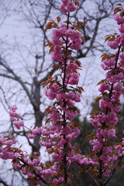 [DSC_0297%255B11%255D.jpg]