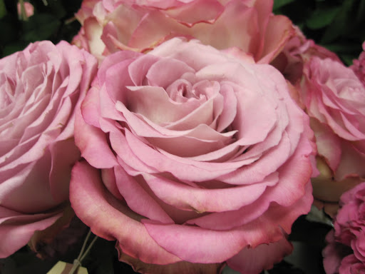 A close-up picture of 