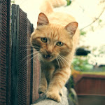 Автор Татьяна Гузенко Татьяна Гузенко_.jpg