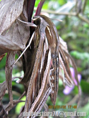 Ngengat Hippotion celerio atau Silver-striped Hawk-Moth / Vine Hawk-Moth (2)