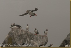 Puffins MSB_8245-Edit NIKON D300S July 03, 2011 Puffins MSB_8245-Edit NIKON D300S July 03, 2011