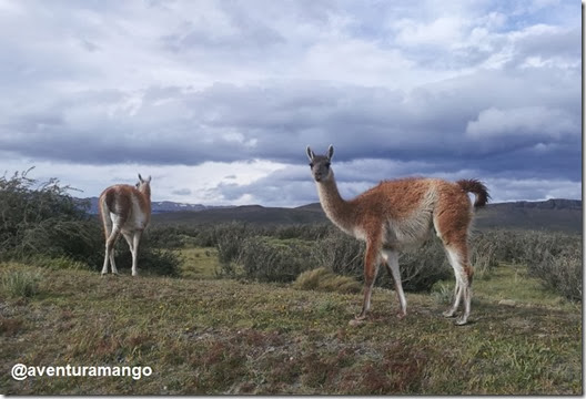 Guanacos