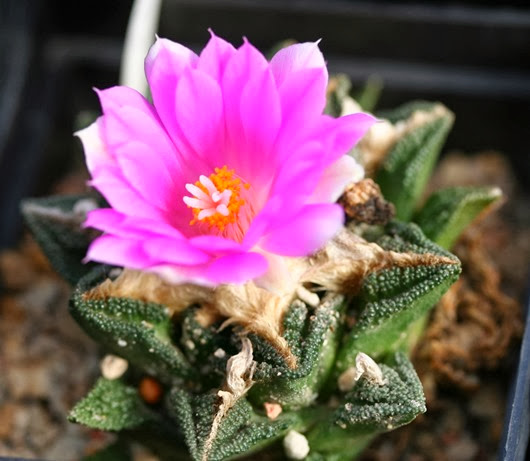 Ariocarpus_fissuratus_subsp_hintonii Ariocarpus_fissuratus_subsp_hintonii