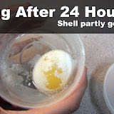 Soft Shell Egg