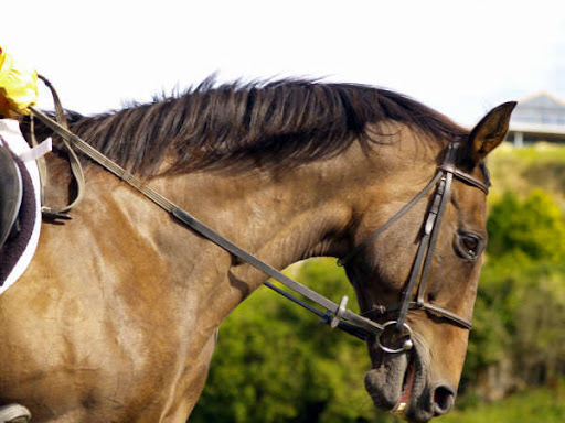 Sky  doing  Dressage  -  West Harbour Pony Club