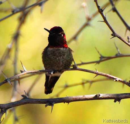 18. anna's hummingbird-kab 18. anna's hummingbird-kab