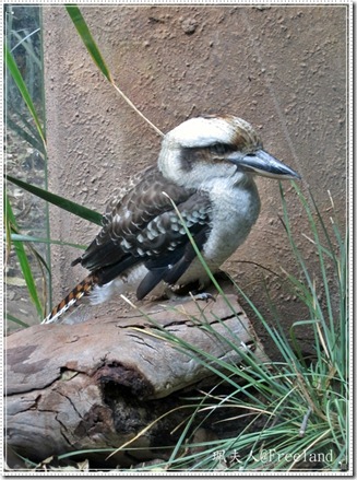wildlife5