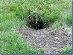 0802 Alberta Calgary - ground squirrel hole in field beside our hotel