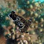 Flatworm