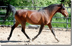 horses2011-5