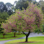 Spring is Blooming at the Botanic Garden - Adelaide, Australia